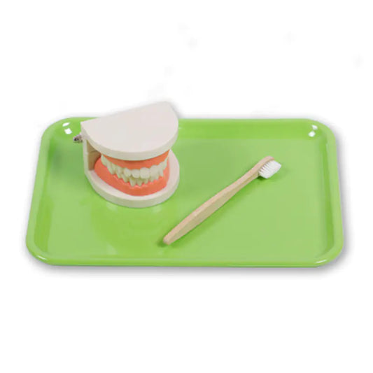 Children's Toothbrush Set with Dental Model