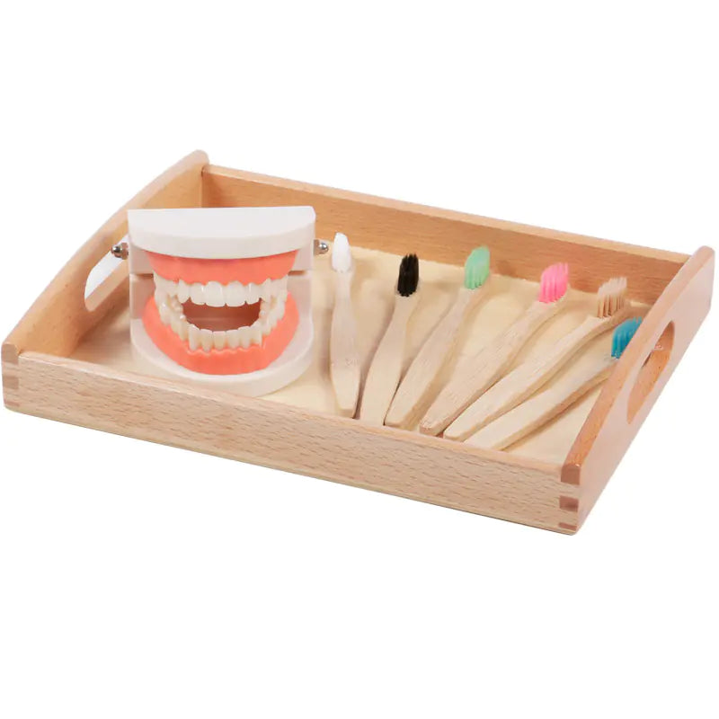 Children's Toothbrush Set with Dental Model