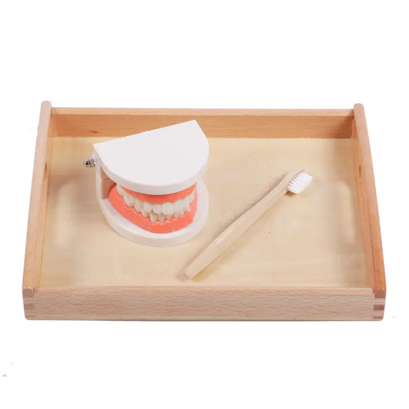 Children's Toothbrush Set with Dental Model