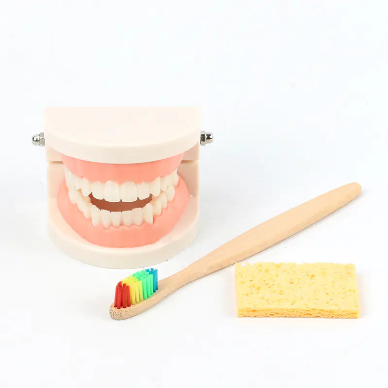 Children's Toothbrush Set with Dental Model
