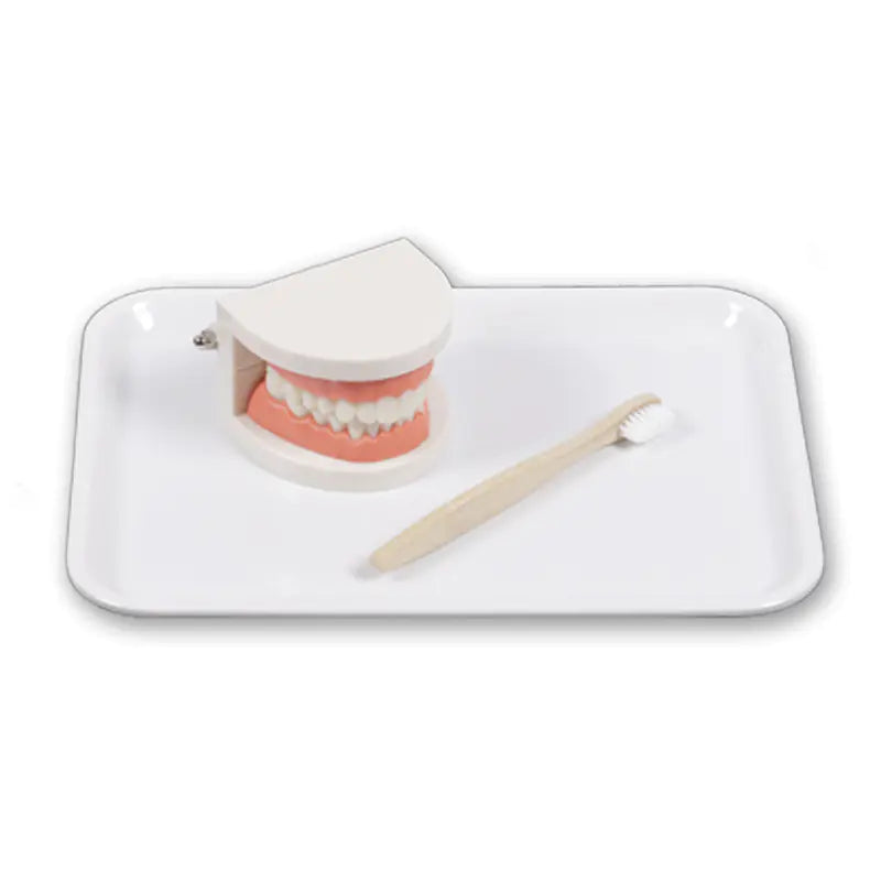 Children's Toothbrush Set with Dental Model