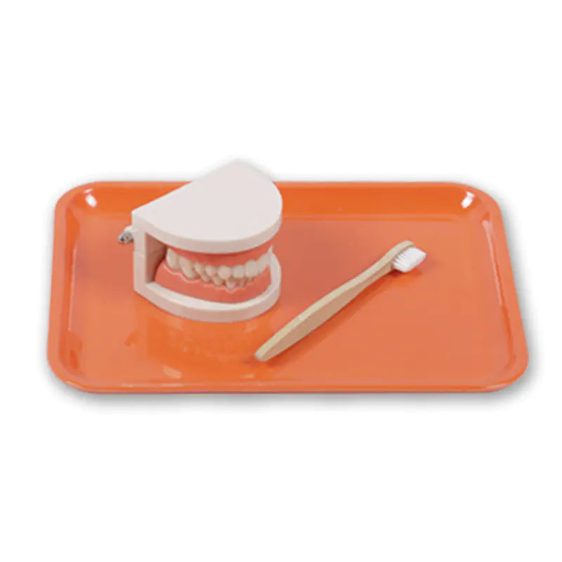 Children's Toothbrush Set with Dental Model