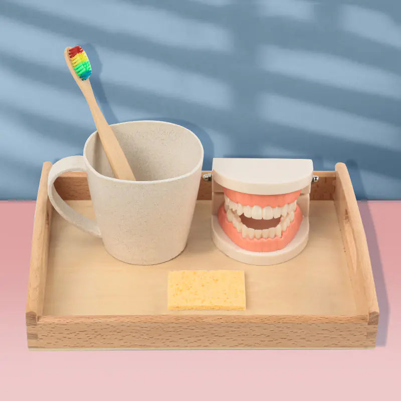 Children's Toothbrush Set with Dental Model