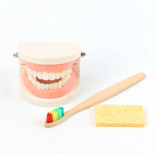 Children's Toothbrush Set with Dental Model
