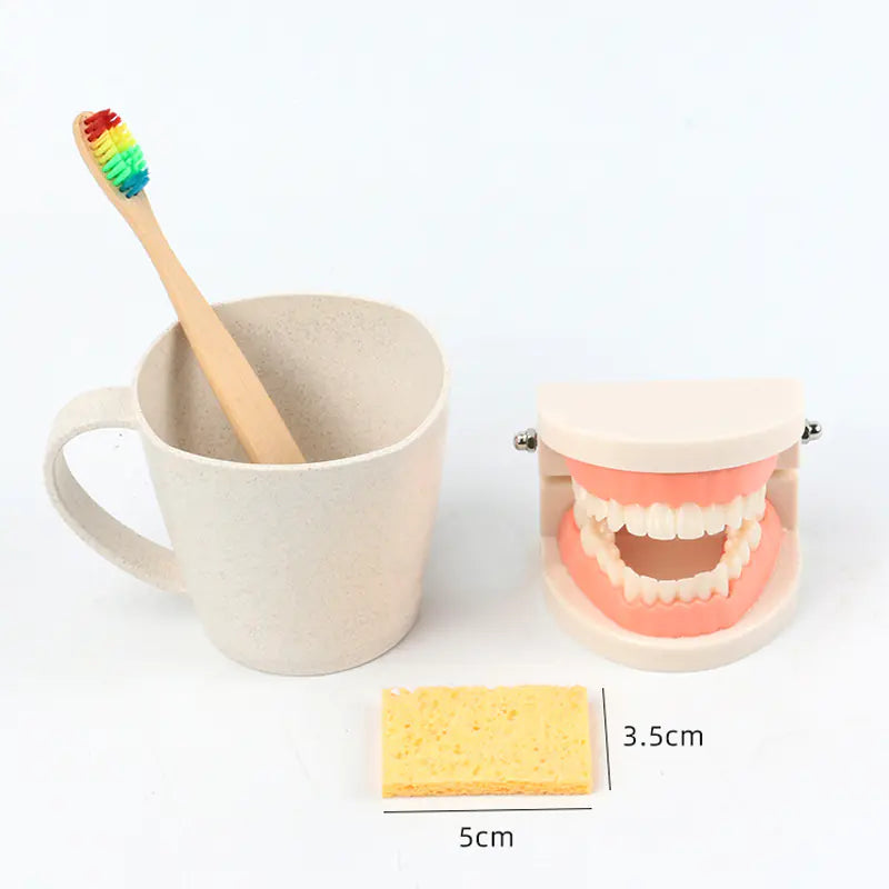 Children's Toothbrush Set with Dental Model
