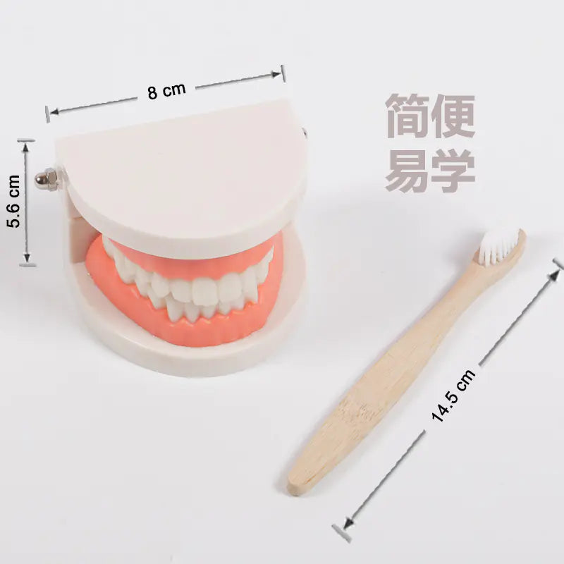 Children's Toothbrush Set with Dental Model